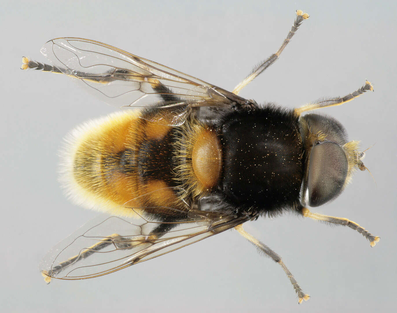 Image of Eristalis intricaria (Linnaeus 1758)