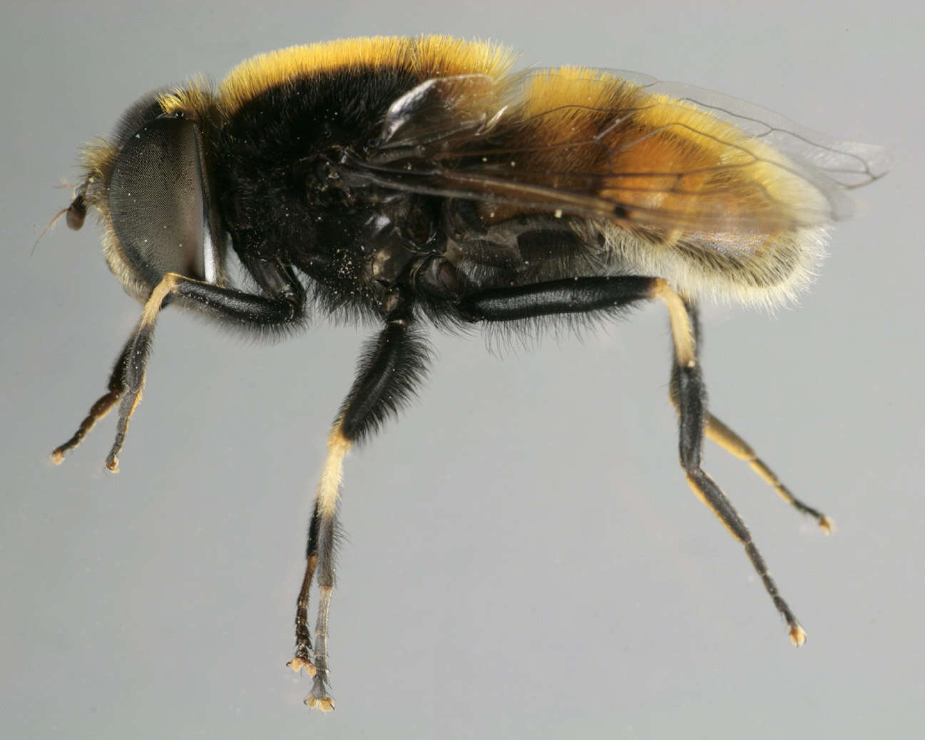 Image of Eristalis intricaria (Linnaeus 1758)