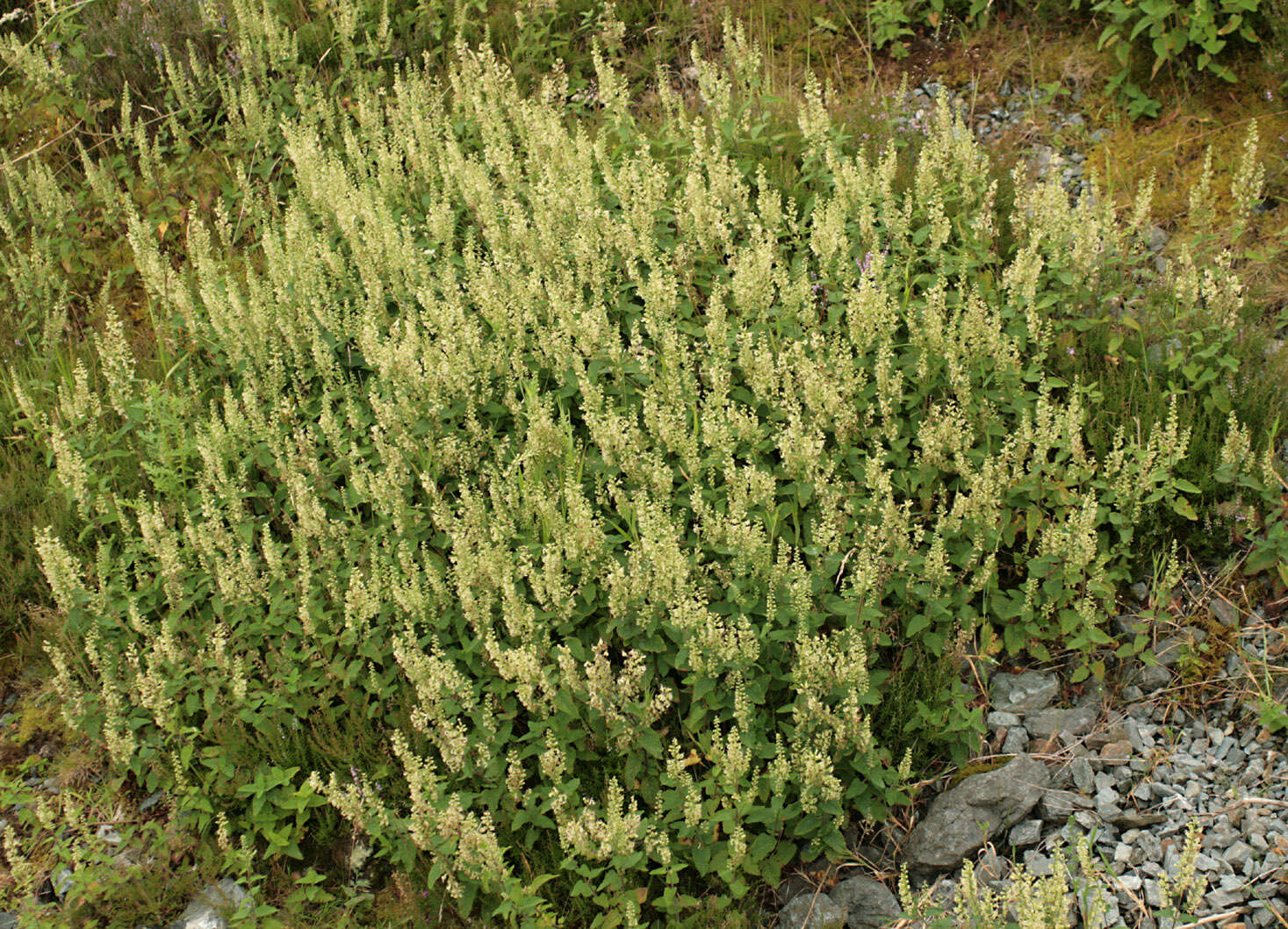 Слика од Teucrium scorodonia L.