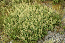 Слика од Teucrium scorodonia L.
