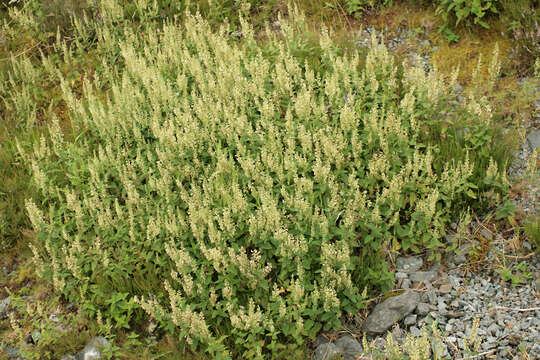 Слика од Teucrium scorodonia L.