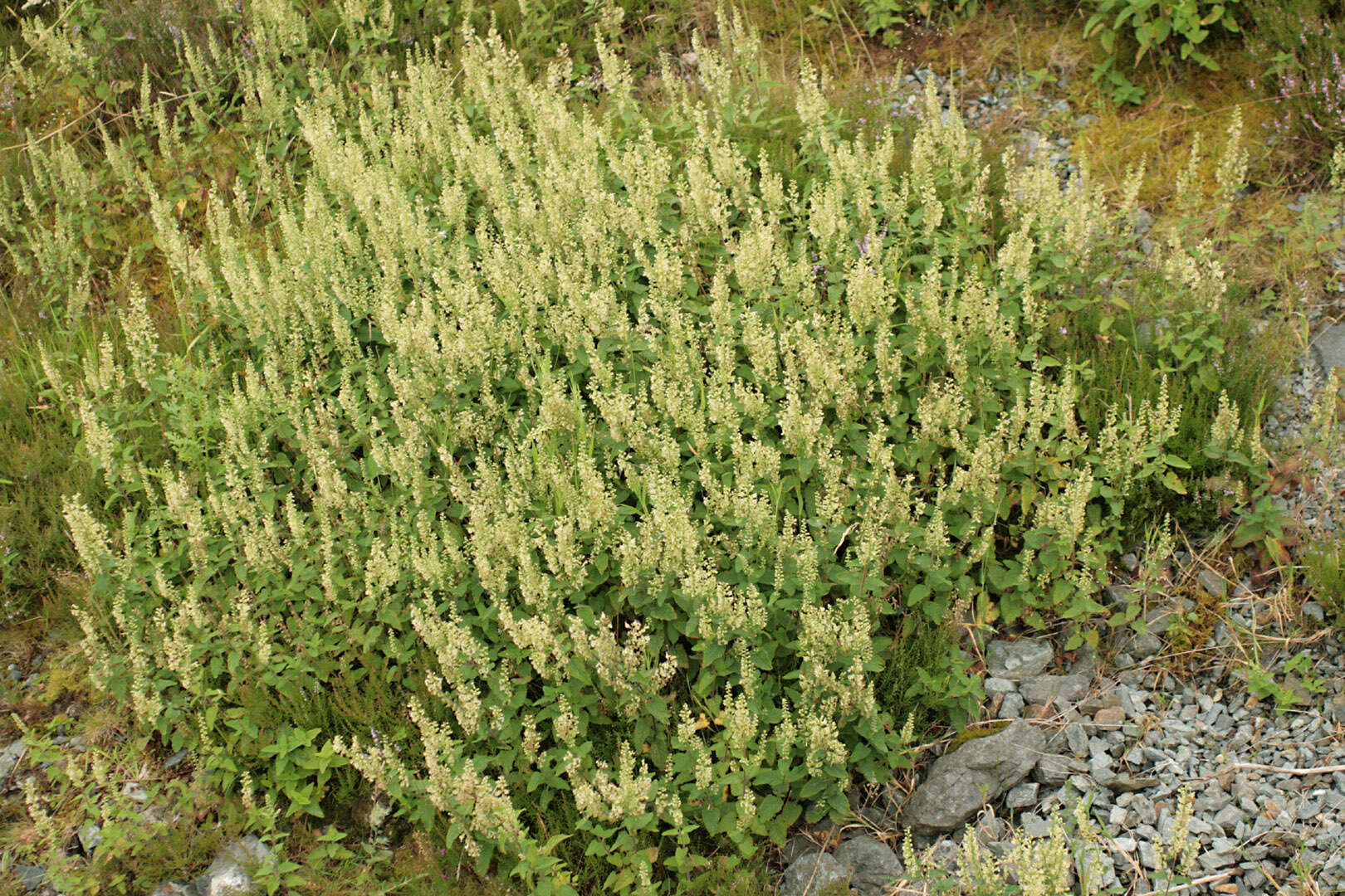 Слика од Teucrium scorodonia L.