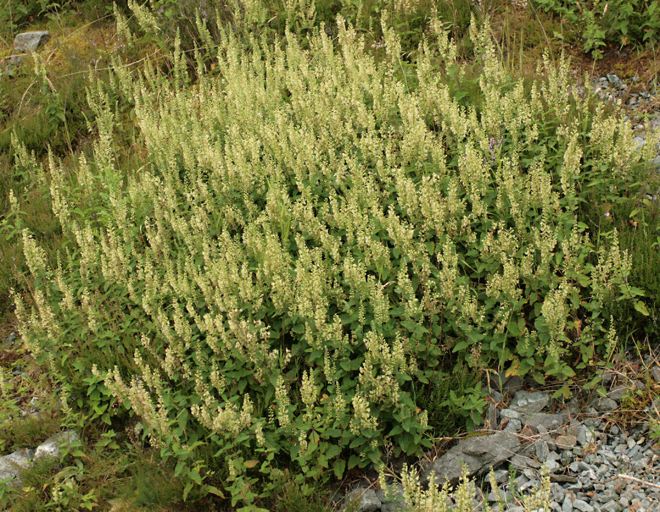 Слика од Teucrium scorodonia L.