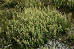 Слика од Teucrium scorodonia L.