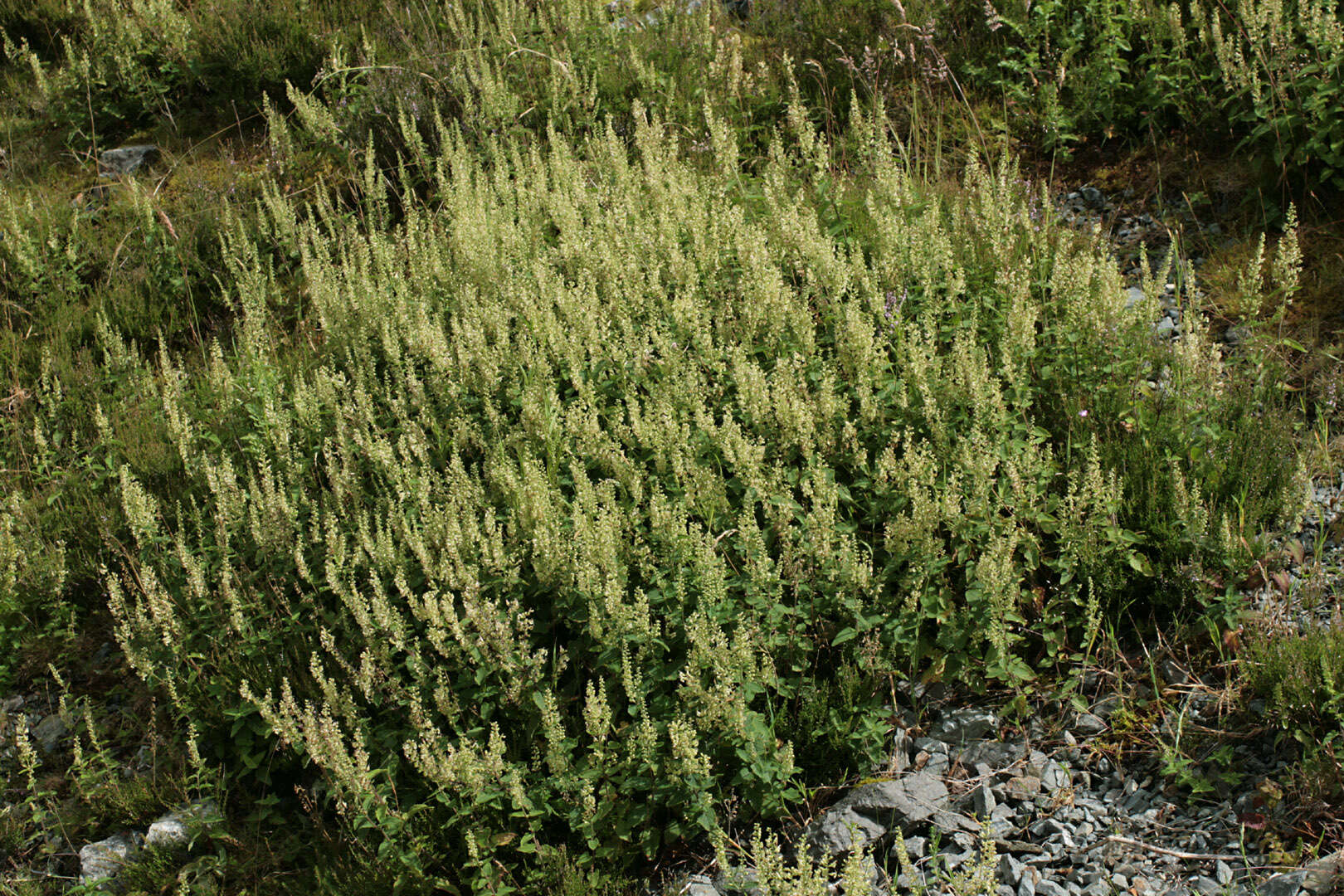 Слика од Teucrium scorodonia L.