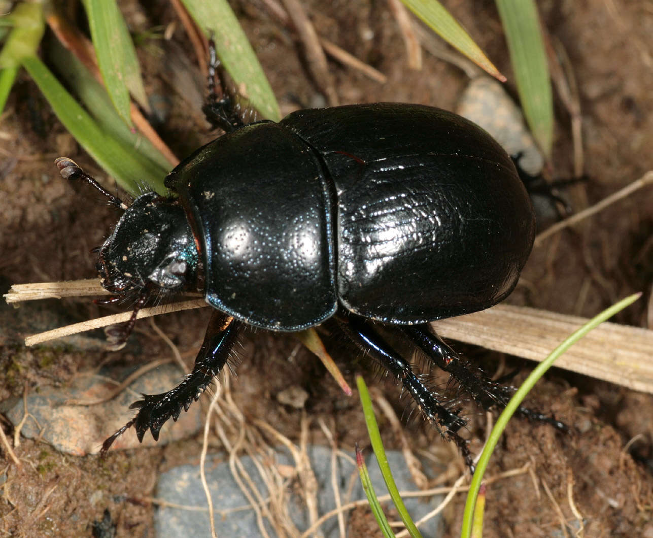 Слика од Anoplotrupes