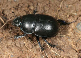 Image of Anoplotrupes