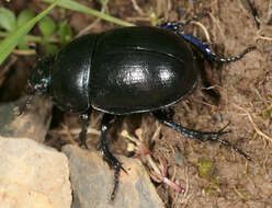 Image of Anoplotrupes