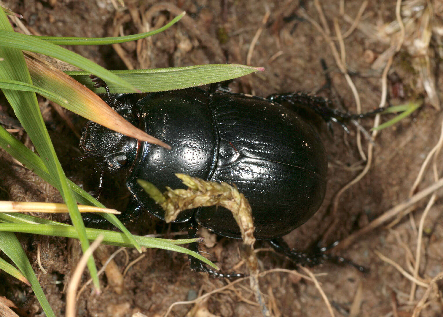 Image of Anoplotrupes