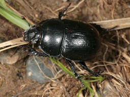 Image of Anoplotrupes