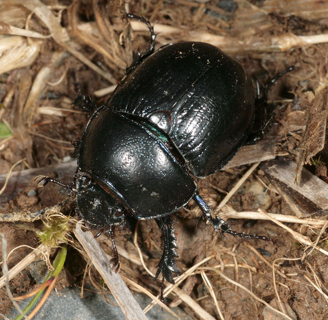 Image of Anoplotrupes