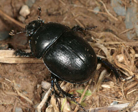 Слика од Anoplotrupes