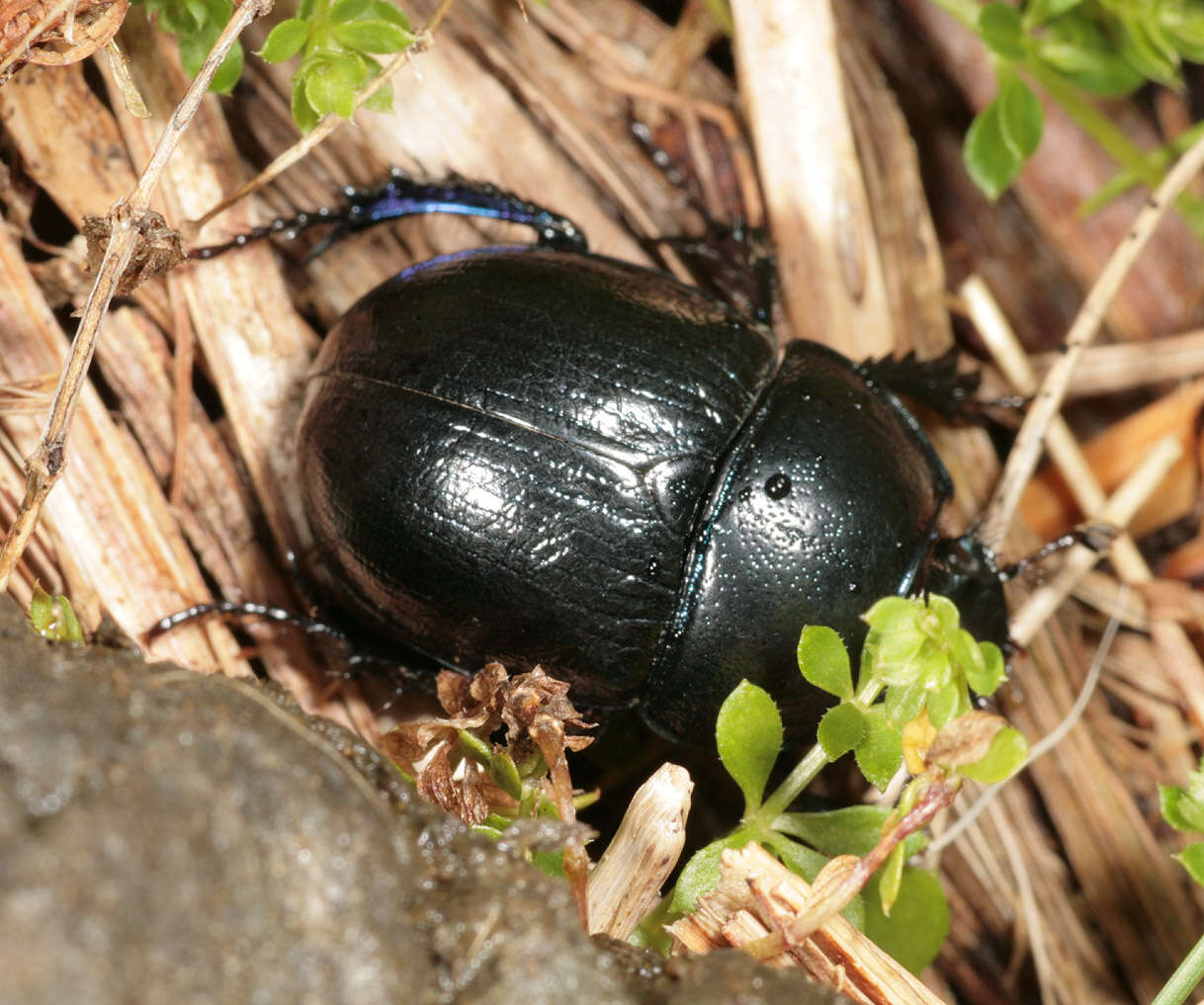 Image of Anoplotrupes