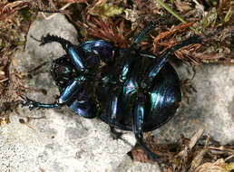 Слика од Trypocopris vernalis (Linnaeus 1758)