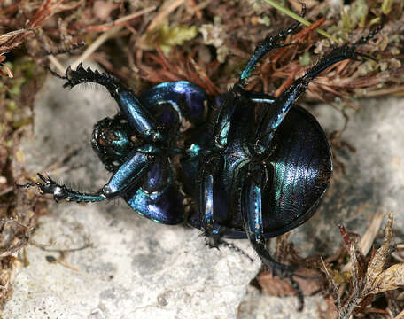 Image of Trypocopris vernalis (Linnaeus 1758)