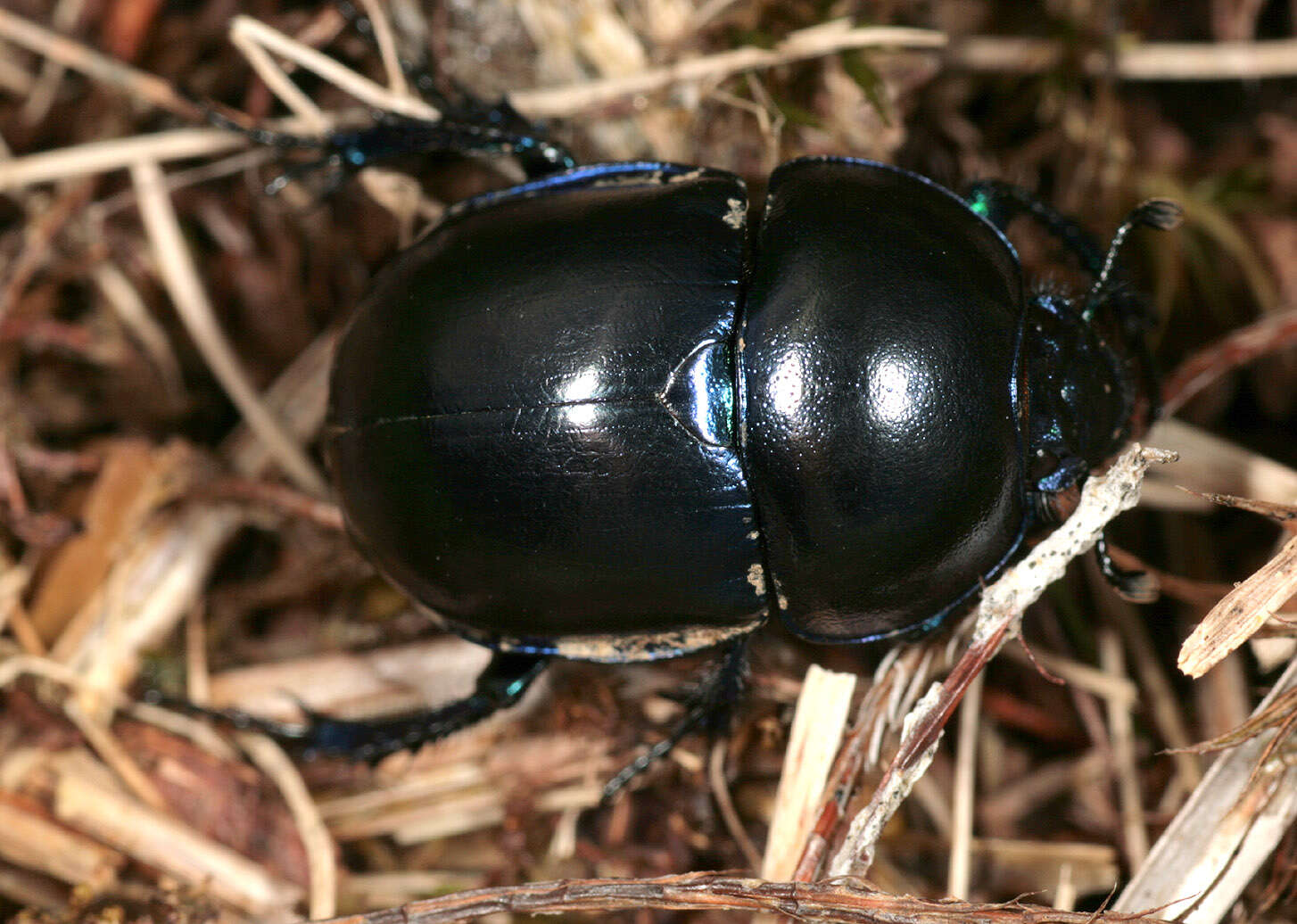 Слика од Trypocopris vernalis (Linnaeus 1758)