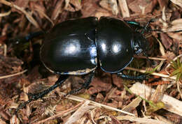 Слика од Trypocopris vernalis (Linnaeus 1758)