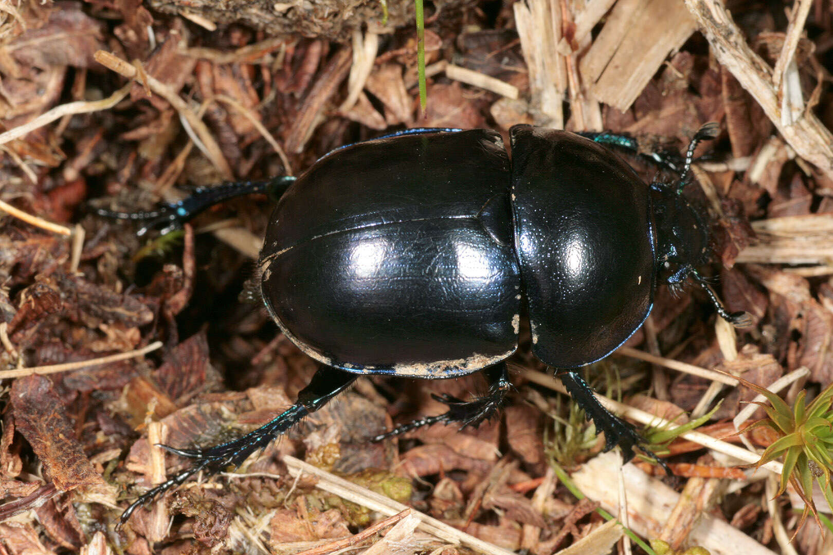 Слика од Trypocopris vernalis (Linnaeus 1758)