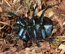 Image of Trypocopris vernalis (Linnaeus 1758)