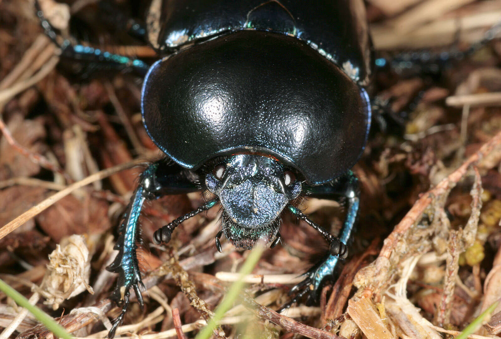 Слика од Trypocopris vernalis (Linnaeus 1758)