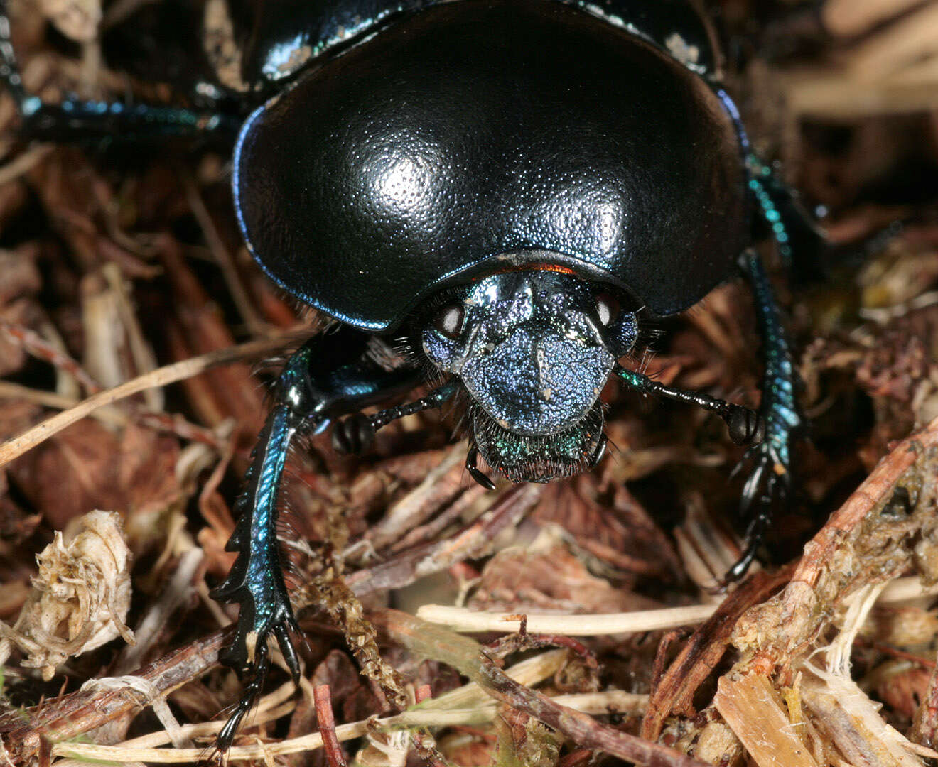 Image of Trypocopris vernalis (Linnaeus 1758)