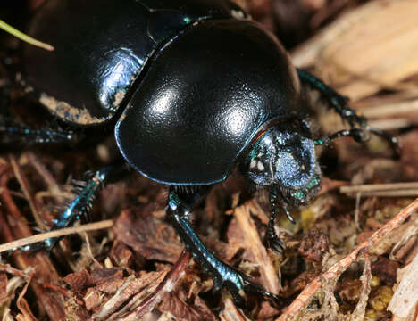 Image of Trypocopris vernalis (Linnaeus 1758)