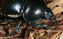 Image of Trypocopris vernalis (Linnaeus 1758)