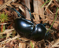 Image of Trypocopris vernalis (Linnaeus 1758)