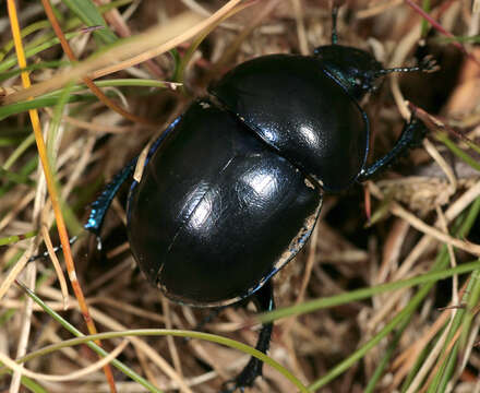 Image of Trypocopris vernalis (Linnaeus 1758)