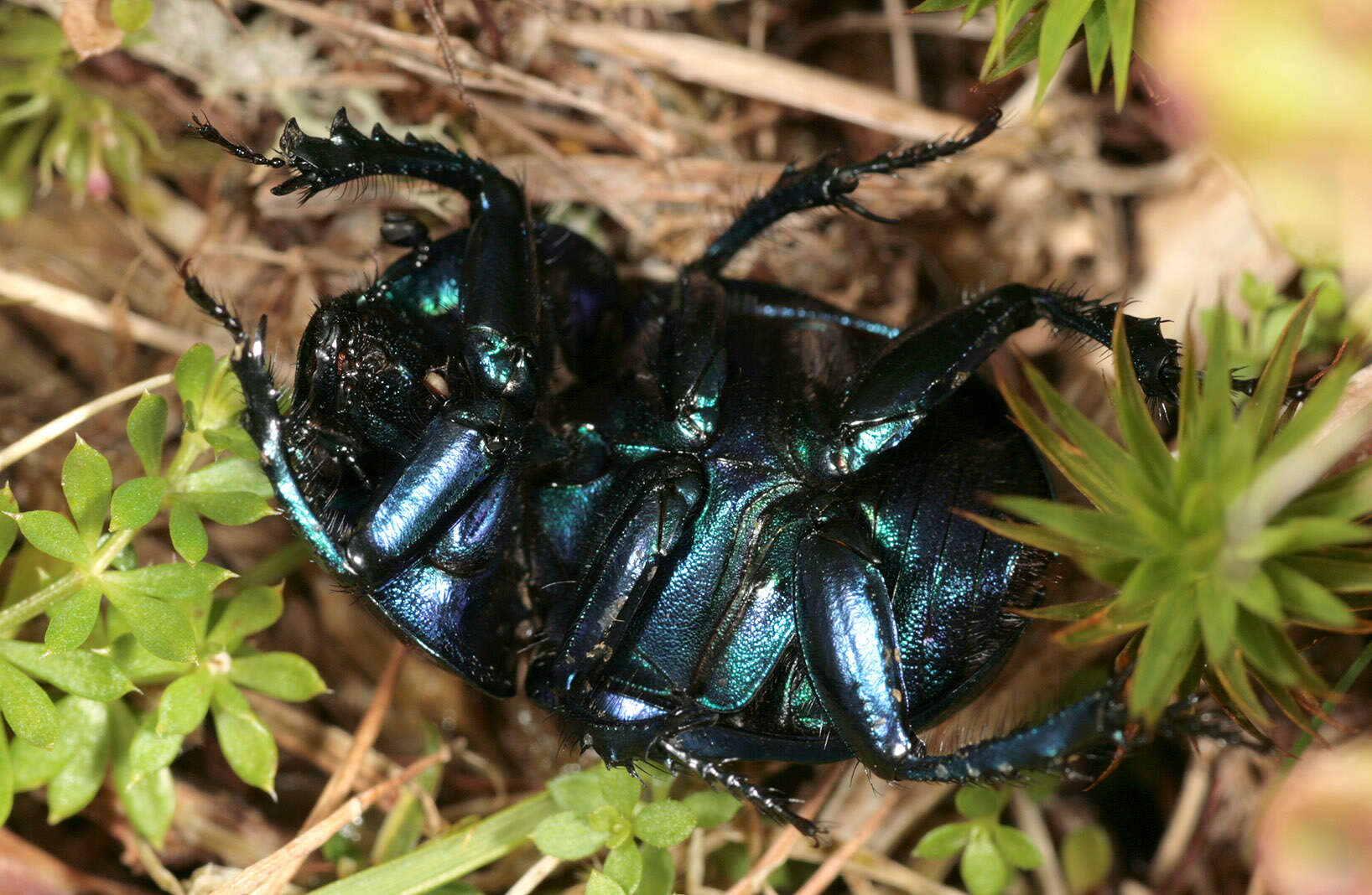 Image of Trypocopris vernalis (Linnaeus 1758)