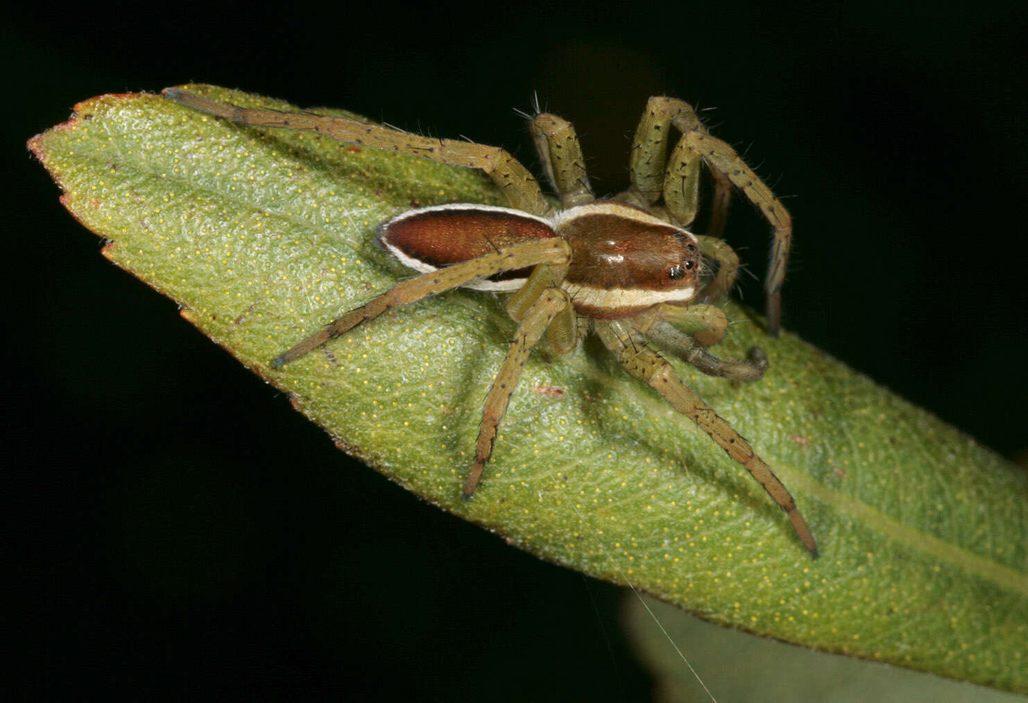 Plancia ëd Dolomedes fimbriatus (Clerck 1757)