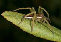 Plancia ëd Dolomedes fimbriatus (Clerck 1757)