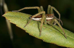 Plancia ëd Dolomedes fimbriatus (Clerck 1757)