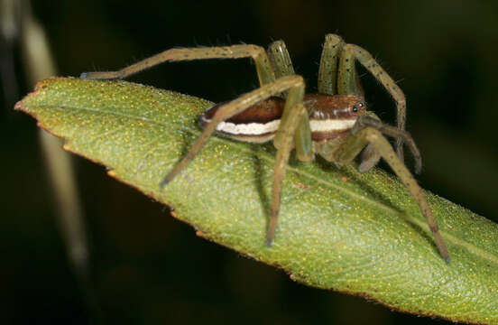 Plancia ëd Dolomedes fimbriatus (Clerck 1757)