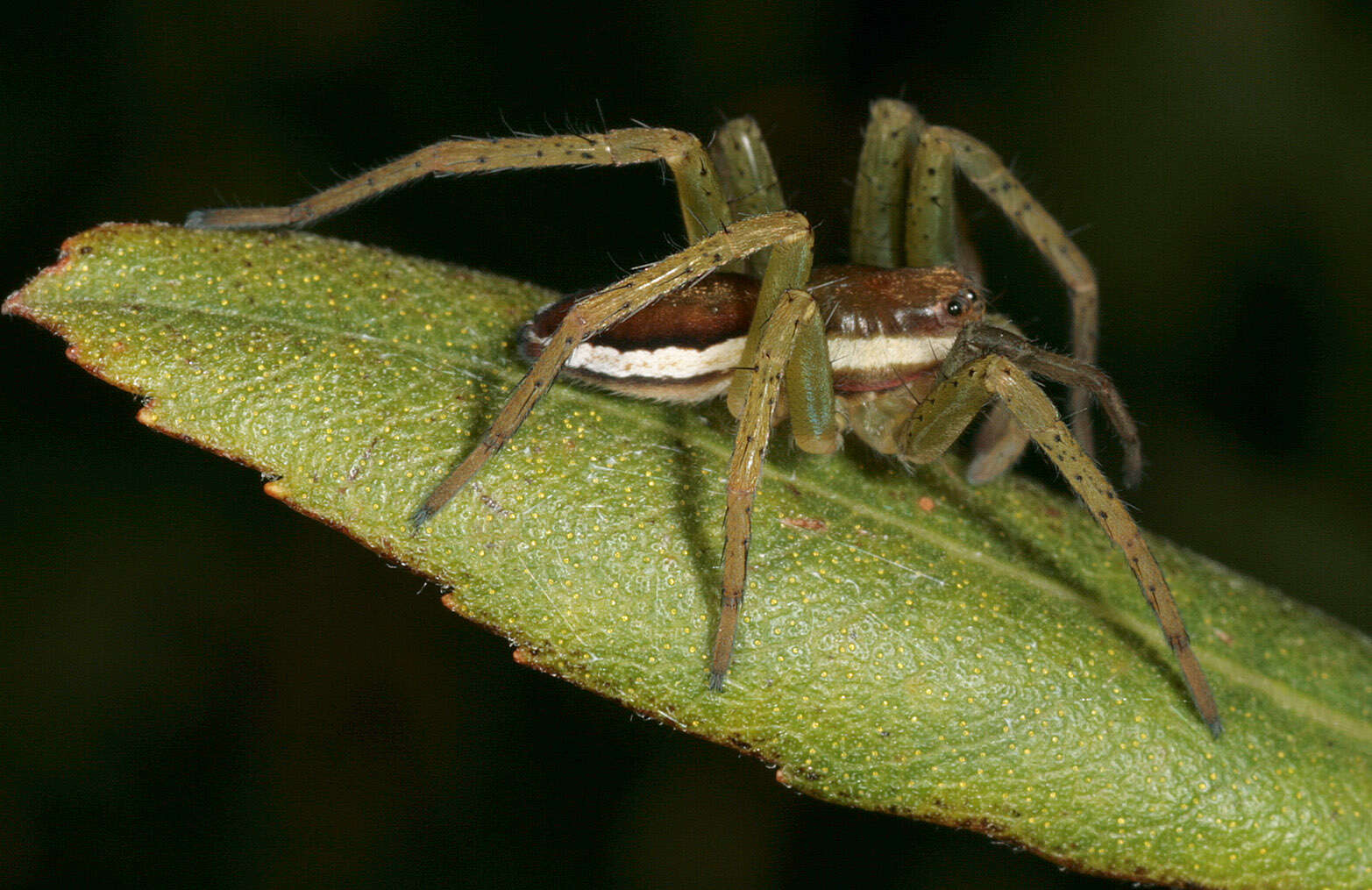 Plancia ëd Dolomedes fimbriatus (Clerck 1757)