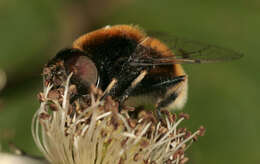 Image of Eristalis intricaria (Linnaeus 1758)