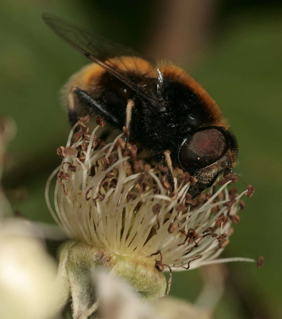 Image of Eristalis intricaria (Linnaeus 1758)