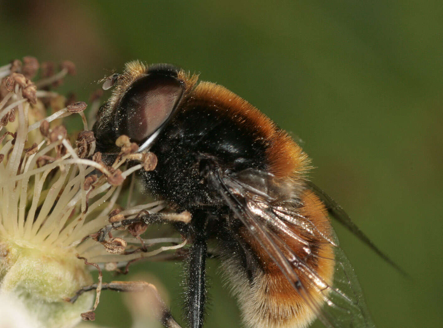 Image of Eristalis intricaria (Linnaeus 1758)