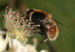 Image of Eristalis intricaria (Linnaeus 1758)