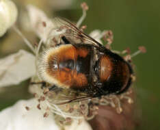 Image of Eristalis intricaria (Linnaeus 1758)