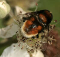 Image of Eristalis intricaria (Linnaeus 1758)