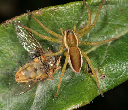 Image of Raft spider