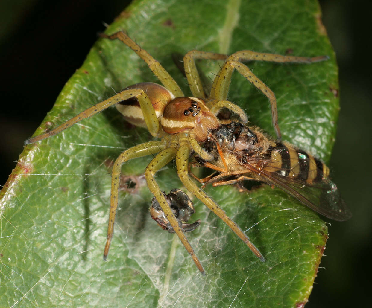 Plancia ëd Dolomedes fimbriatus (Clerck 1757)