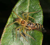 Image of Raft spider