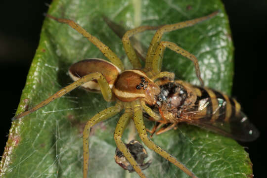 Plancia ëd Dolomedes fimbriatus (Clerck 1757)