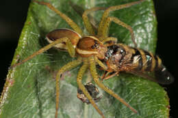 Image of Raft spider