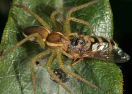 Image of Raft spider