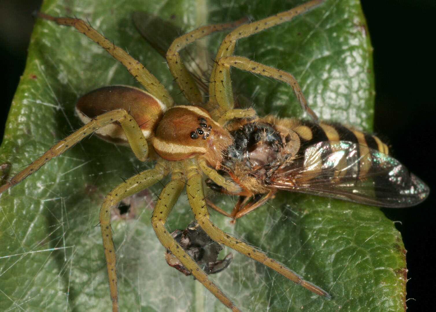 Image of Raft spider