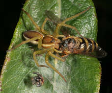 Image of Raft spider