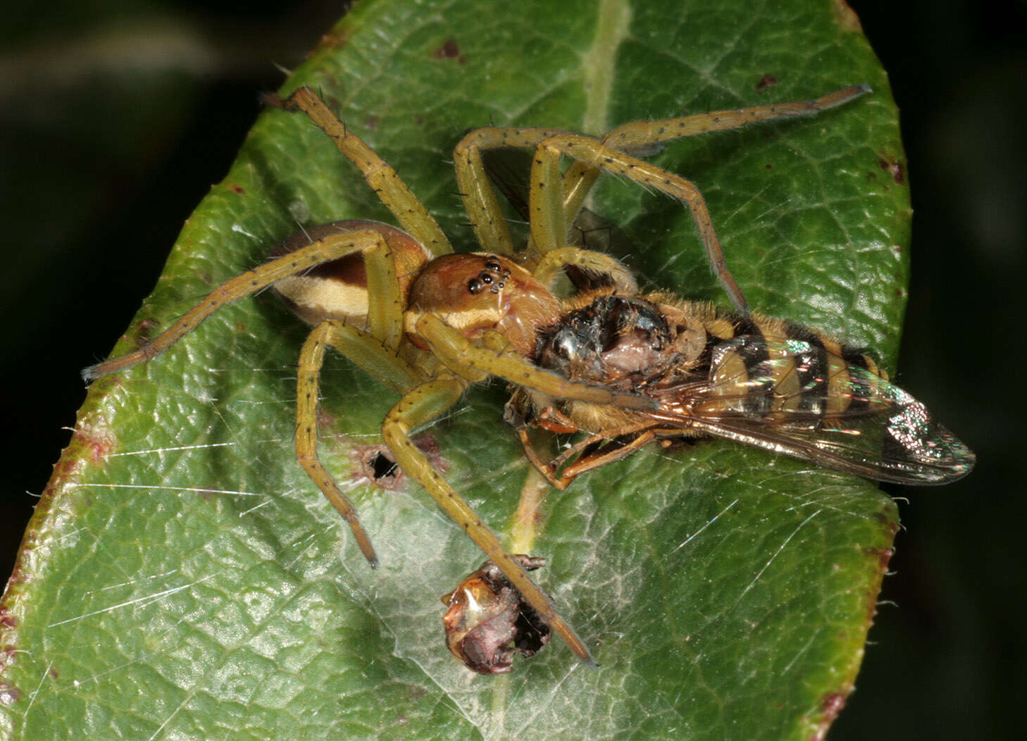 Image of Raft spider